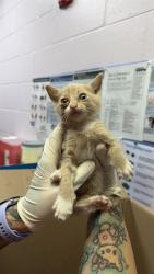 Shelter Stray Male Cat last seen TRINITY CIR, 2020 Forest St, Jacksonville, FL 32204, USA