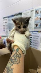 Shelter Stray Female Cat last seen TRINITY CIR, 2020 Forest St, Jacksonville, FL 32204, USA