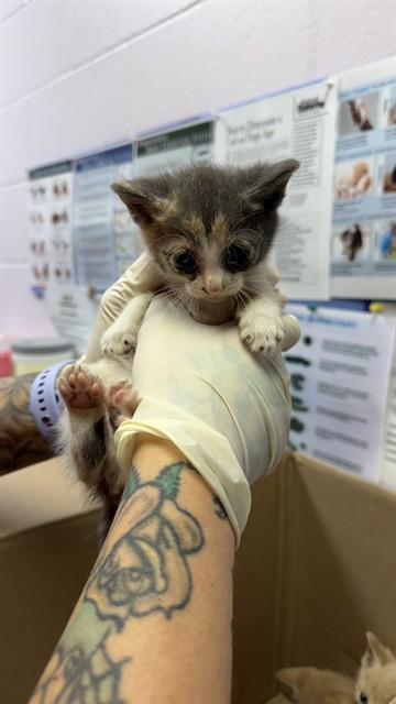 Shelter Stray Female Cat last seen TRINITY CIR, 2020 Forest St, Jacksonville, FL 32204, USA