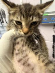 Shelter Stray Female Cat last seen MARTINGALE ROAD, 2020 Forest St, Jacksonville, FL 32204, USA