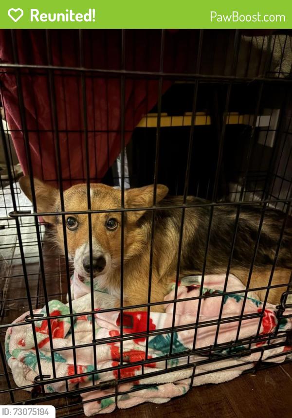 Reunited Male Dog last seen Tacos Mi Reynita on Paseo Grande , San Lorenzo, CA 94580