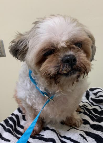 Shelter Stray Female Dog last seen LASSEN ST, 1950 Stevenson Blvd, Fremont, CA 94538, USA