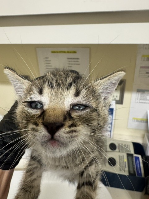 Shelter Stray Male Cat last seen GRIMMER AND TECHNOLOGY, 1950 Stevenson Blvd, Fremont, CA 94538, USA