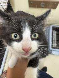 Shelter Stray Male Cat last seen AUTOMALL, 1950 Stevenson Blvd, Fremont, CA 94538, USA
