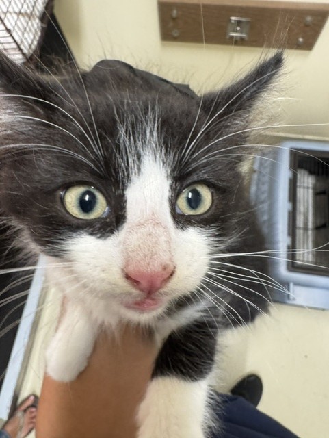 Shelter Stray Male Cat last seen AUTOMALL, 1950 Stevenson Blvd, Fremont, CA 94538, USA
