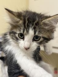 Shelter Stray Female Cat last seen AUTOMALL, 1950 Stevenson Blvd, Fremont, CA 94538, USA