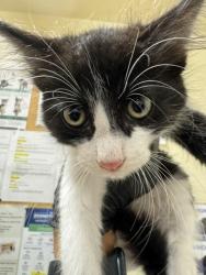 Shelter Stray Male Cat last seen AUTOMALL, 1950 Stevenson Blvd, Fremont, CA 94538, USA