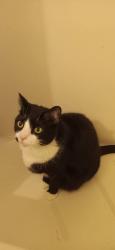 Lost Male Cat last seen Martin Avenue, Greensboro, NC 27405