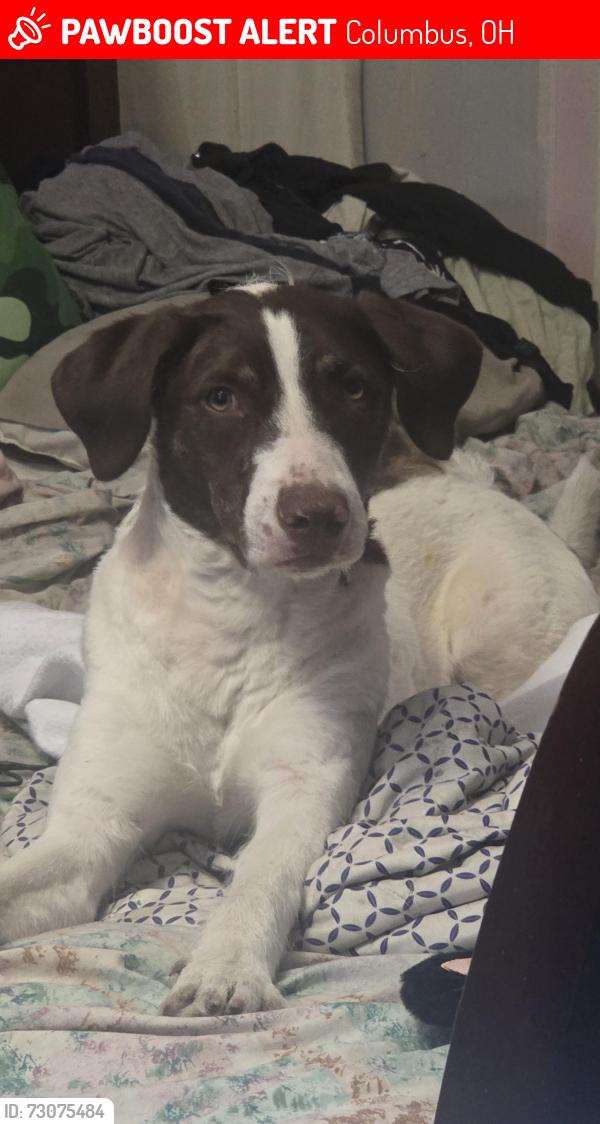 Lost Female Dog last seen Hague  and broad , Columbus, OH 43204