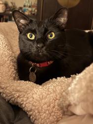 Lost Male Cat last seen Black stone Park, trossachs, Sammamish, WA 98075