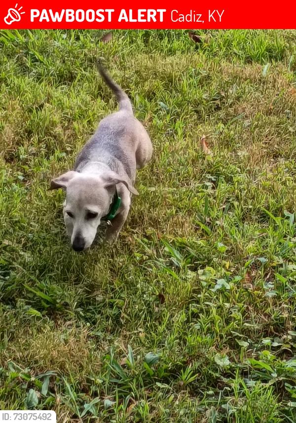 Lost Male Dog last seen 68/80, Cadiz, KY 42211