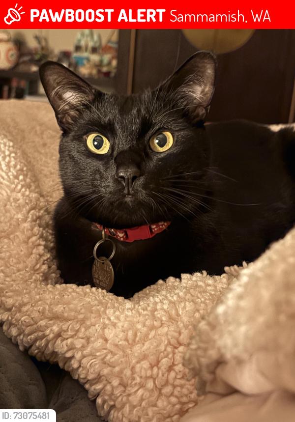 Lost Male Cat last seen Black stone Park, trossachs, Sammamish, WA 98075
