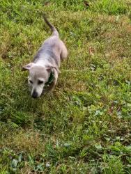 Lost Male Dog last seen 68/80, Cadiz, KY 42211
