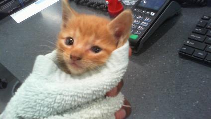 Shelter Stray Male Cat last seen CHARLOTTE, 8315 Byrum Dr, Charlotte, NC 28217, USA