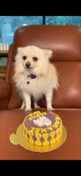 Lost Male Dog last seen Puppiezo centre baliawas, Baliawas, HR 