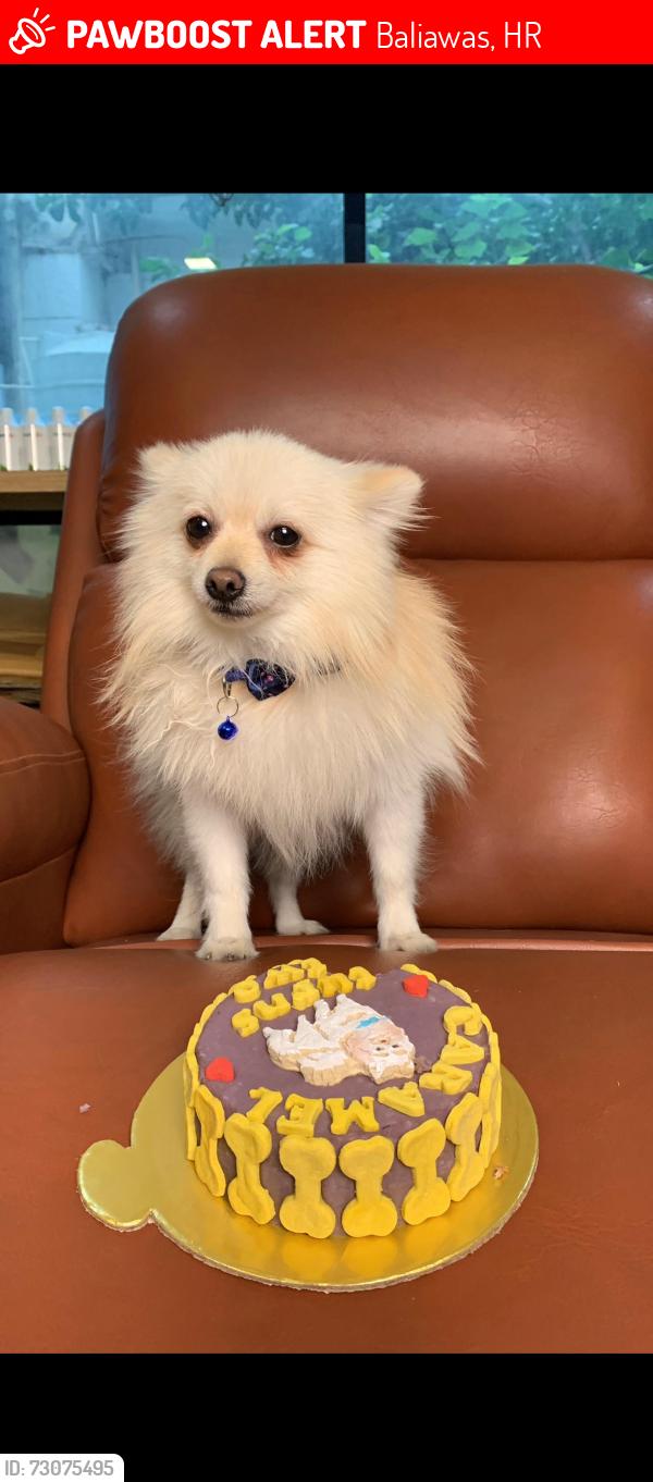 Lost Male Dog last seen Puppiezo centre baliawas, Baliawas, HR 