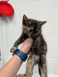 Shelter Stray Female Cat last seen WENTZVILLE, 4850 Mid Rivers Mall Dr, St Peters, MO 63376, USA