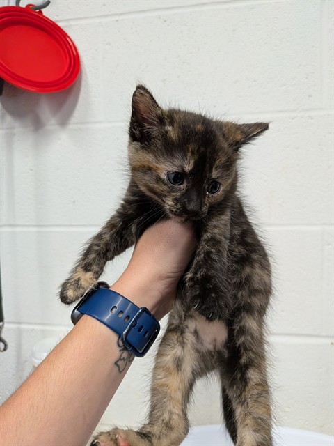 Shelter Stray Female Cat last seen WENTZVILLE, 4850 Mid Rivers Mall Dr, St Peters, MO 63376, USA
