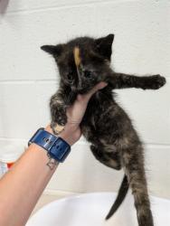 Shelter Stray Female Cat last seen WENTZVILLE, 4850 Mid Rivers Mall Dr, St Peters, MO 63376, USA