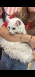 Reunited Female Cat last seen Tully , Modesto, CA 95350