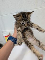 Shelter Stray Female Cat last seen WENTZVILLE, 4850 Mid Rivers Mall Dr, St Peters, MO 63376, USA