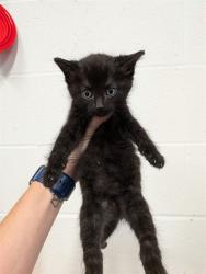 Shelter Stray Male Cat last seen WENTZVILLE, 4850 Mid Rivers Mall Dr, St Peters, MO 63376, USA