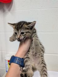 Shelter Stray Female Cat last seen WENTZVILLE, 4850 Mid Rivers Mall Dr, St Peters, MO 63376, USA