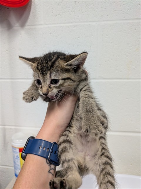 Shelter Stray Female Cat last seen WENTZVILLE, 4850 Mid Rivers Mall Dr, St Peters, MO 63376, USA