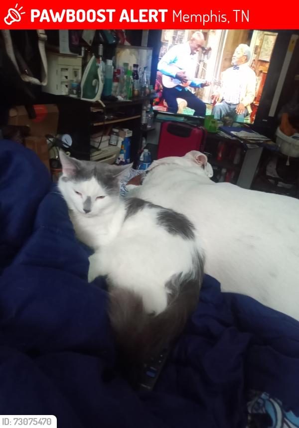 Lost Female Cat last seen Near Meda St mphs,tn.38104, Memphis, TN 38104
