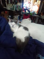 Lost Female Cat last seen Near Meda St mphs,tn.38104, Memphis, TN 38104