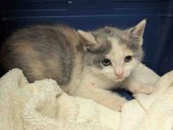 Shelter Stray Female Cat last seen , 2481 Palomar Airport Rd, Carlsbad, CA 92011, USA