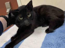 Shelter Stray Female Cat last seen FOUND ON E MISSION RD, 2481 Palomar Airport Rd, Carlsbad, CA 92011, USA