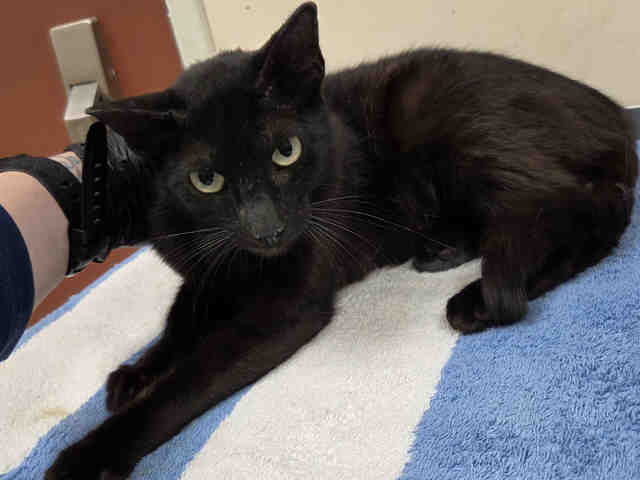 Shelter Stray Female Cat last seen FOUND ON E MISSION RD, 2481 Palomar Airport Rd, Carlsbad, CA 92011, USA