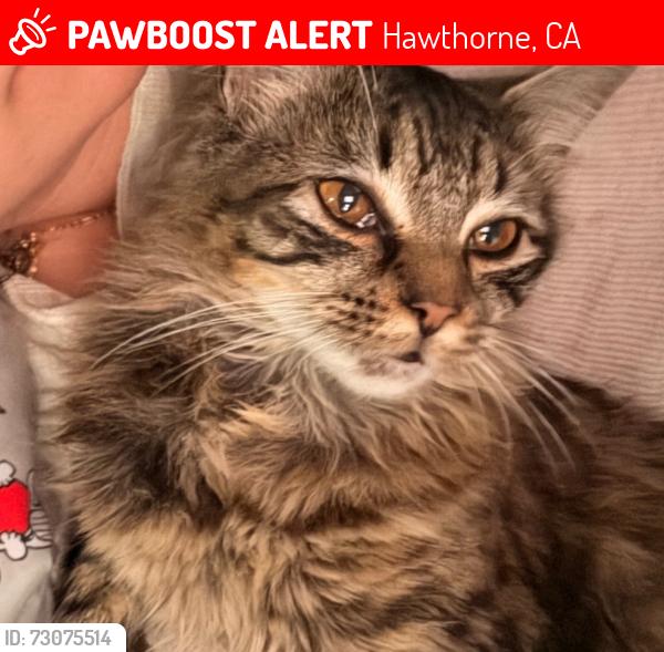 Lost Female Cat last seen Between Inglewood and Ramona on 135th st, Hawthorne, CA 90250
