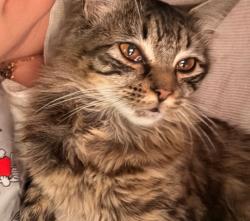 Lost Female Cat last seen Between Inglewood and Ramona on 135th st, Hawthorne, CA 90250