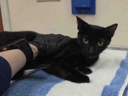 Shelter Stray Female Cat last seen FOUND ON E MISSION RD, 2481 Palomar Airport Rd, Carlsbad, CA 92011, USA