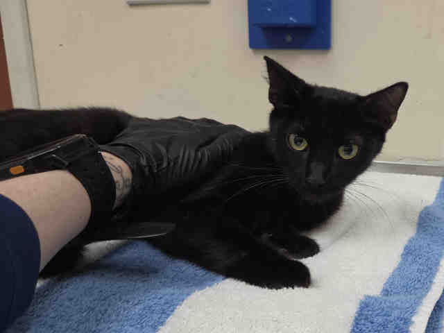 Shelter Stray Female Cat last seen FOUND ON E MISSION RD, 2481 Palomar Airport Rd, Carlsbad, CA 92011, USA