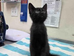 Shelter Stray Male Cat last seen CANTER RD- BORN ON PROPERTY, 2481 Palomar Airport Rd, Carlsbad, CA 92011, USA