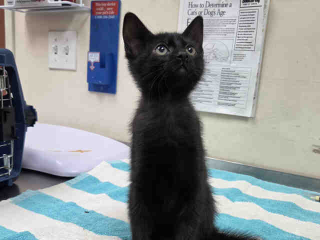 Shelter Stray Male Cat last seen CANTER RD- BORN ON PROPERTY, 2481 Palomar Airport Rd, Carlsbad, CA 92011, USA