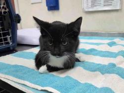 Shelter Stray Female Cat last seen CANTER RD- BORN ON PROPERTY, 2481 Palomar Airport Rd, Carlsbad, CA 92011, USA