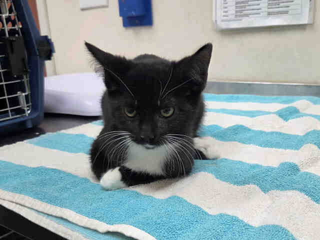 Shelter Stray Female Cat last seen CANTER RD- BORN ON PROPERTY, 2481 Palomar Airport Rd, Carlsbad, CA 92011, USA