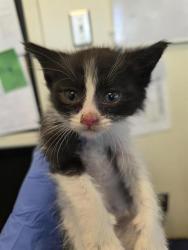 Shelter Stray Female Cat last seen Near BLOCK SUNNY PARK, 4522 W 3500 S, West Valley City, UT 84120, USA