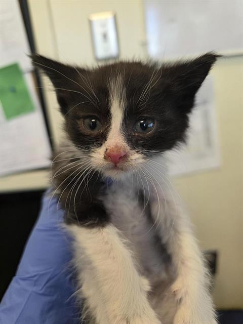 Shelter Stray Female Cat last seen Near BLOCK SUNNY PARK, 4522 W 3500 S, West Valley City, UT 84120, USA