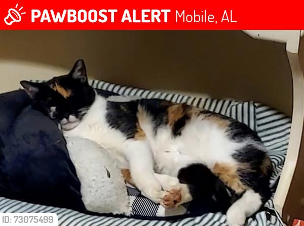 Lost Female Cat last seen Dover St/ Mississippi St/Overlook Rd/ Deerwood, Mobile, AL 36618