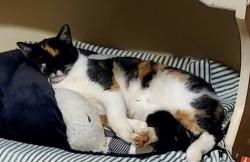 Lost Female Cat last seen Dover St/ Mississippi St/Overlook Rd/ Deerwood, Mobile, AL 36618