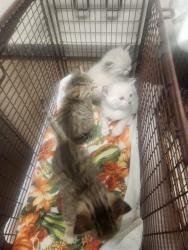 Shelter Stray Male Cat last seen WALTER AVE/WHISPERWILLOW DR, SACRAMENTO CA 95828, 3839 Bradshaw Rd, Sacramento, CA 95827, USA