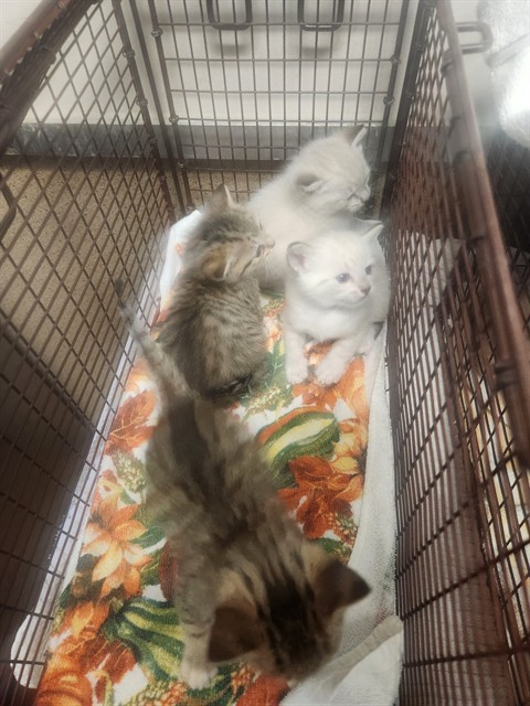 Shelter Stray Male Cat last seen WALTER AVE/WHISPERWILLOW DR, SACRAMENTO CA 95828, 3839 Bradshaw Rd, Sacramento, CA 95827, USA