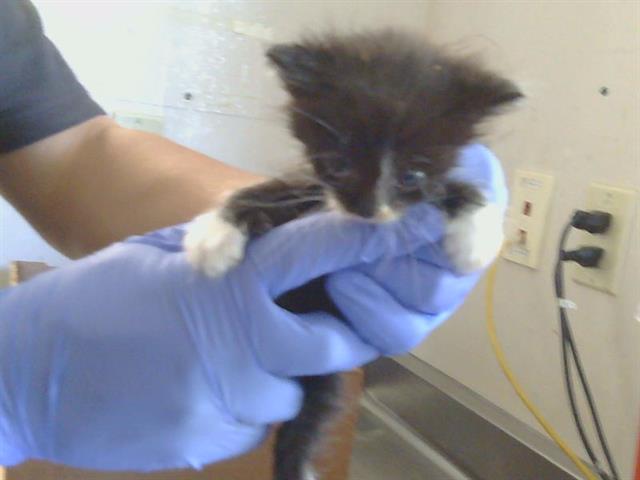 Shelter Stray Male Cat last seen GRAND OAKS BLVD/RUSCH DR, 95621, 3839 Bradshaw Rd, Sacramento, CA 95827, USA