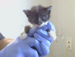 Shelter Stray Male Cat last seen GRAND OAKS BLVD/RUSCH DR, 95621, 3839 Bradshaw Rd, Sacramento, CA 95827, USA