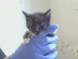 Shelter Stray Male Cat last seen GRAND OAKS BLVD/RUSCH DR, 95621, 3839 Bradshaw Rd, Sacramento, CA 95827, USA